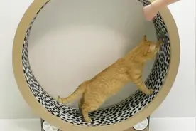 主人给猫咪做了个跑轮，诱导猫咪上去，可猫咪就是不上当视频封面