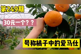 情侣房车自驾到浙江象山，这里的水果不简单，号称橘子中的爱马仕