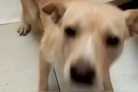 当初200元从拼多多买的金毛，长残了。