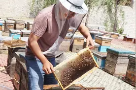 蜜蜂采一斤蜂蜜要飞多远？农村养蜂大哥告诉你答案，有点残忍视频封面