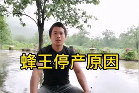 中蜂养殖，蜂王停产原因视频封面