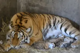 刚出生的小老虎忙着吃奶，母老虎的眼神中散发着母爱，好伟大！
