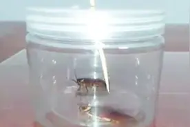 用艾草熏蟑螂，会发生什么呢？网友：真是意想不到呀！