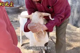 羊食欲减退，不吃食咋办？农村大妈用土办法治疗，效果很不错！视频封面