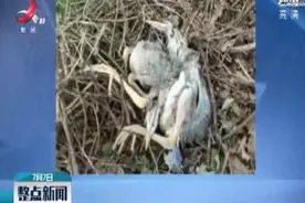 吉林：大风冰雹致大量保护鸟类伤亡视频封面