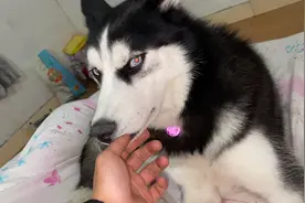 傻二哈的眼睛为啥是红的，难道是红外线？视频封面