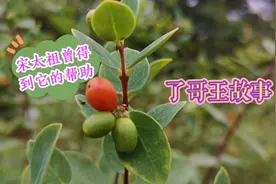 了哥王故事视频封面
