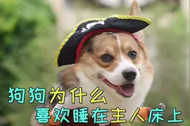 狗狗为什么喜欢睡在主人床上