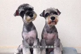 两只雪纳瑞狗狗剪毛花了铲屎官近400元钱，你们说值不值？视频封面