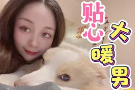 都说边牧的智商高，到底有多高？看完就知道了，太聪明了。