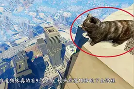 猫为什么摔不死？难道它真有九条命？镜头放慢10倍拍下全过程