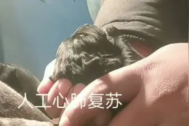 如何让新生犬起死回生？狗爸狗妈们知道吗？视频封面