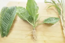 农村常见5种化痰止咳草药，效果奇佳，你知道几种？视频封面