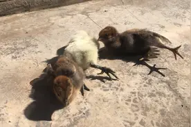 日常看三只小鸡 一晒到太阳就倒地 不知道什么原因视频封面