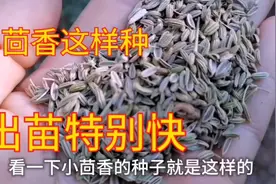 农村菜园种小茴香，用这种方法出苗快，很快能吃上