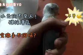 虎皮鹦鹉看热闹，对不亲人的小云斑来一次硬核撸鸟，结果出人意外视频封面