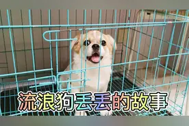 小伙捡了犬瘟流浪狗，终于治愈了，流浪狗的行为太让人感动
