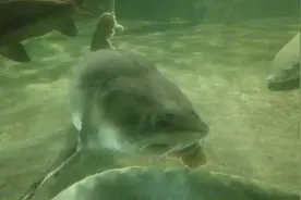 百斤巨型中华鲟，大的不可思议