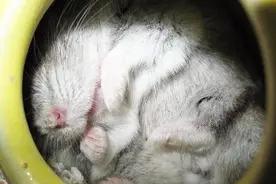 仓鼠睡姿都有哪些，出现这些姿势，没啥问题