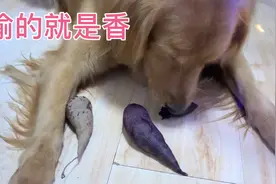日常偷吃，熟的粘牙，还是生啃更适合金毛，带着泥土的芬芳视频封面