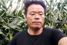 玉米去头到底能不能增产，今天我就做个试验，等收获时看结果