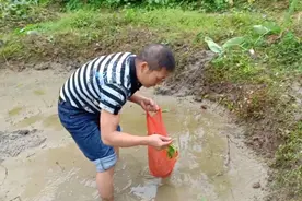 西洋菜就吃得多了，知道怎么种的人恐怕不多哟！看看小梁哥怎么种视频封面