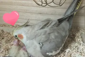 【玄凤鹦鹉啊哦星 成长日记–第4天】母鸡温柔地喂小鸡