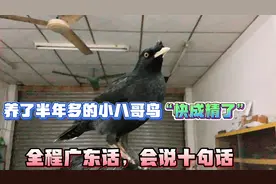 养了半年多的小八哥鸟“快成精了”全程粤语，看它会说点啥？视频封面