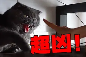 千万别带猫去有猫的朋友家，搞不好就被一顿胖揍！