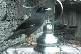 假精的八哥是什么飞的？你们知道吗？简单的玩一会结果下雨了！