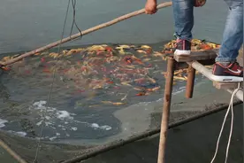 养鱼的水能浇花吗？看完这几点你就知道了，建议收藏视频封面