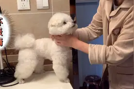 狗宝宝小时候和现在有着不同的变化，珍惜他的成长过程视频封面