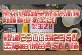 黑龙江最新早熟玉米品种，敦煌种业，积温2300到2350，密度4500株视频封面
