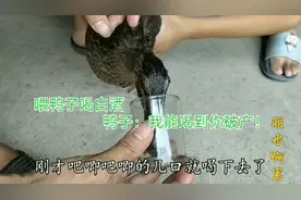 这只鸭子喝酒的样子太搞笑了！吧唧吧唧几口就喝了一小杯！视频封面