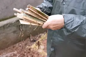 绣花针鱼线蚯蚓自制钓黄鳝钩，小时候的乐趣，有收获哦。视频封面