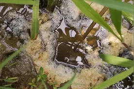 沫多黄鳝也大视频封面