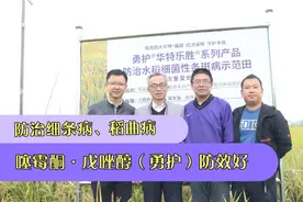 噻霉酮•戊唑醇是种好药，防治水稻细菌性条斑病、稻曲病的效果好
