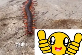 看看这么大的蜈蚣直接味鸟有口福