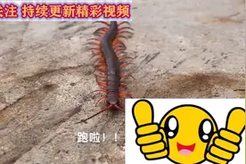 看看这么大的蜈蚣直接味鸟有口福