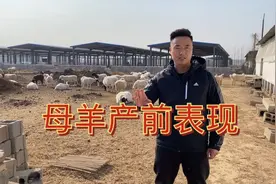 大母羊临产前的表现，妊娠周期是多久，养羊人赶快收藏