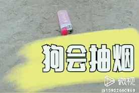 狗狗会抽烟（你相信吗）