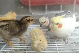 玄凤鹦鹉和小鸡能一起养？难怪我家鹦鹉都养成了“走地鸡”