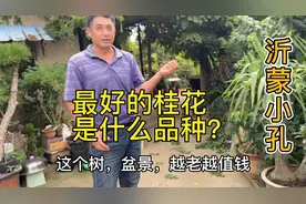 金镶玉桂花中最好的品种，长势旺，颜色正，香味浓郁，满屏飘香视频封面