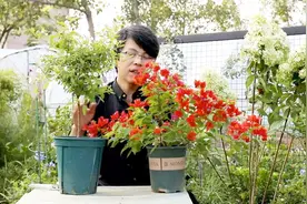 青山盆种花虽然好，但是有2个明显的缺陷，新手要注意视频封面