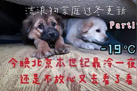 流浪狗家庭过冬更新-北京本世纪最冷一夜.今天是对狗子最大的考验视频封面