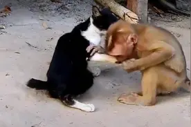 猴哥：小喵做我女朋友好不好，你有车有房吗？