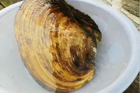 6块一个的大蛤喇肉越煮越老，边子脆的像木耳，农村大哥猛火辣炒