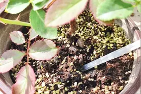 花盆里插几根塑料吸管，作用真的很厉害，家有养花的快学学