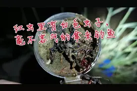 路边捡到红虫，打开一看都是白色虫子，没想到翘嘴喜欢吃#钓友记#