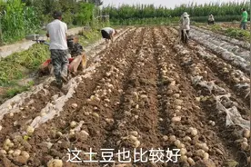山东土豆大丰收，一亩地能产8000斤，你们相信吗？